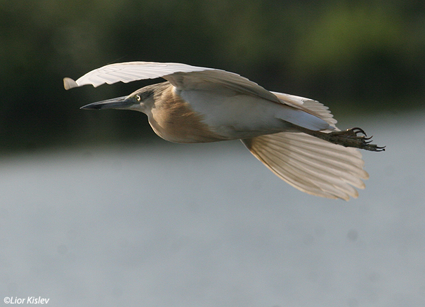 אנפית  סוף    Squacco Heron  Ardeola ralloides                            ביוב רמות,הבטיחה,יוני2007.